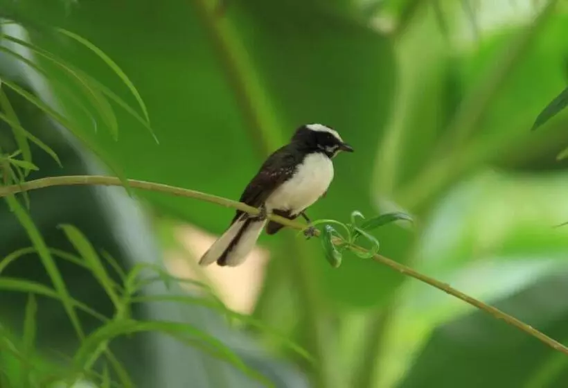 Tatsaraasa Resort & Spa, Udaipur