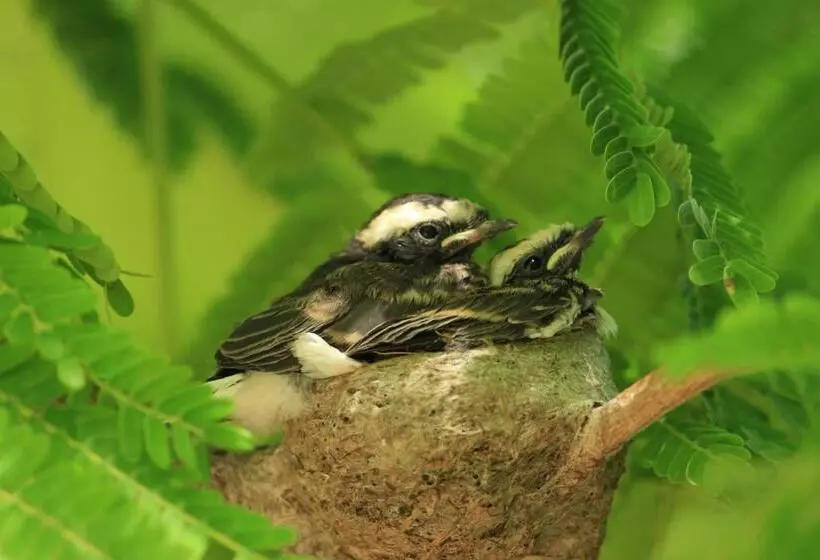 Tatsaraasa Resort & Spa, Udaipur