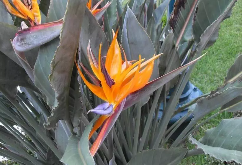 酒店 Playa Cristal