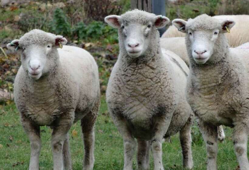 New Barn Cottage B&b