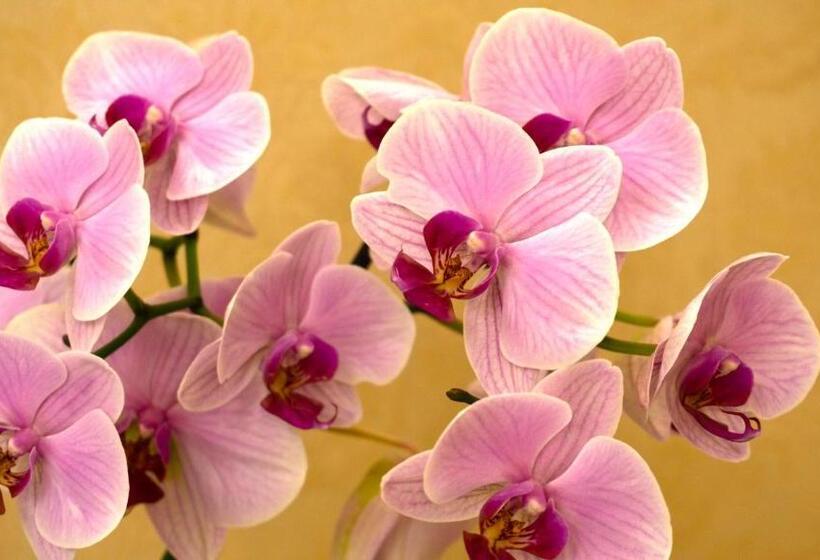 Пансион Arrandale Guest House