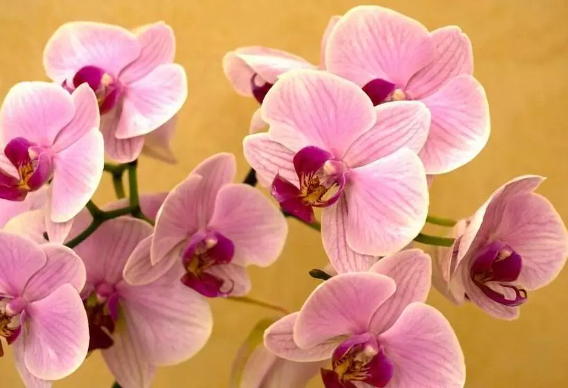 پانسیون Arrandale Guest House