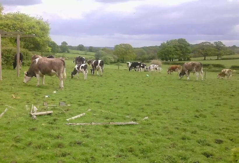 مبيت وإفطار Beoley Lodge