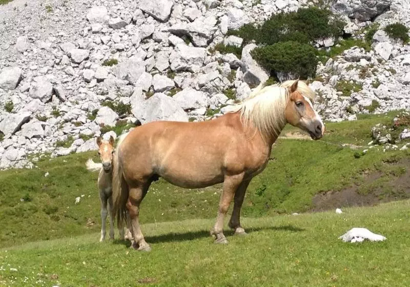 ホテル Appartement Resort Hanneshof