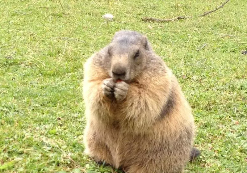 ホテル Appartement Resort Hanneshof