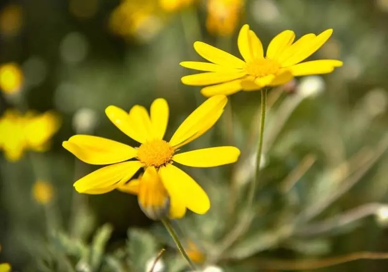 Craicor Boutique Apartments