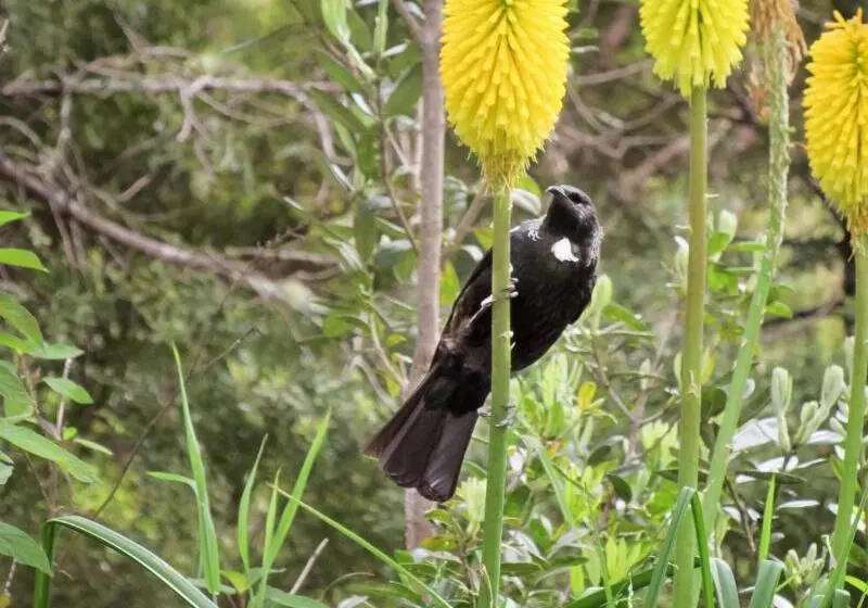 Craicor Boutique Apartments