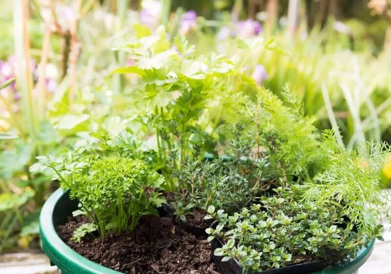 Craicor Boutique Apartments