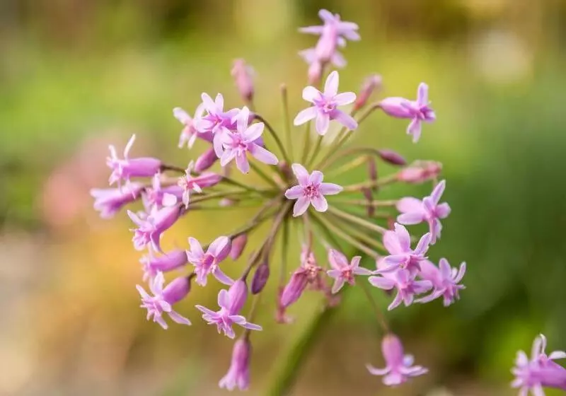 Craicor Boutique Apartments