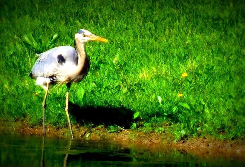 ベッドアンドブレックファースト Evonne S Sharing House