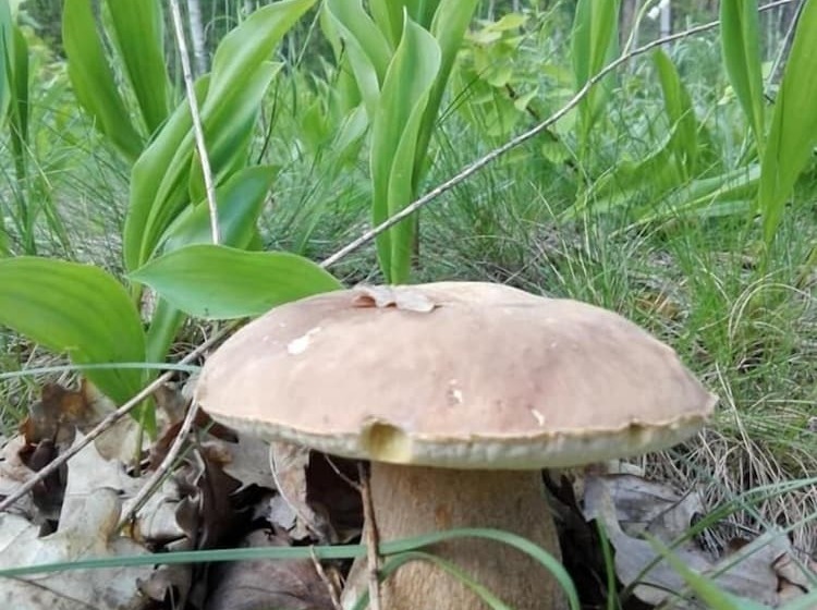 Panzió Guest House Kiev Forest