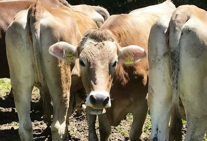 Hotel Bergstätter Hof