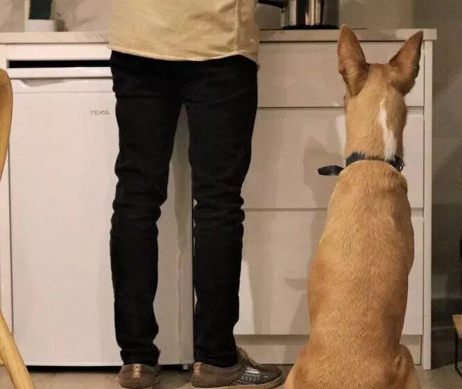 Apartamentos Málaga Premium   Calle San Telmo Thyssen Museum