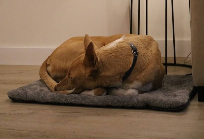 Apartamentos Málaga Premium Calle San Telmo Thyssen Museum