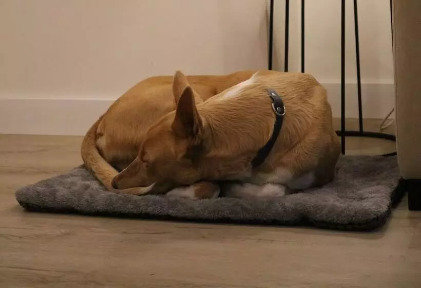 Apartamentos Málaga Premium   Calle San Telmo Thyssen Museum