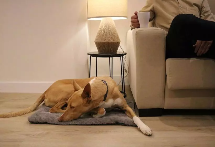 Apartamentos Málaga Premium   Calle San Telmo Thyssen Museum