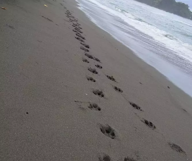 Отель The Lookout Inn Lodge