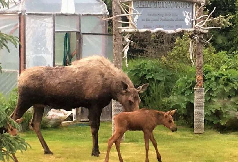 צימר Clam Gulch Lodge