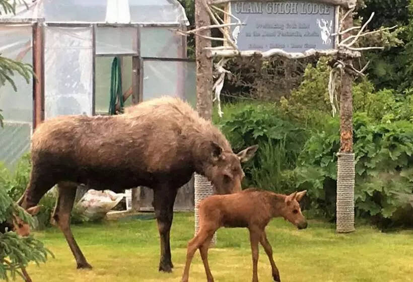 Aamiaismajoitus (B&B) Clam Gulch Lodge