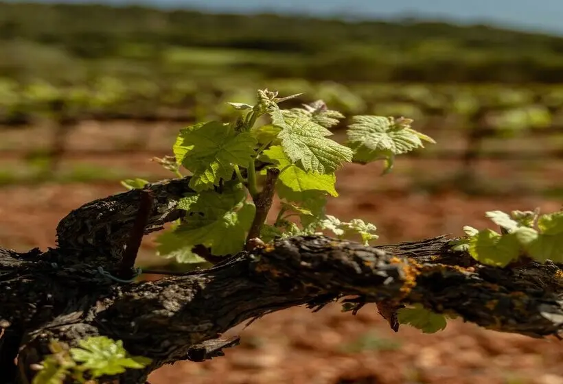 هتل Agroturismo Es Mayolet