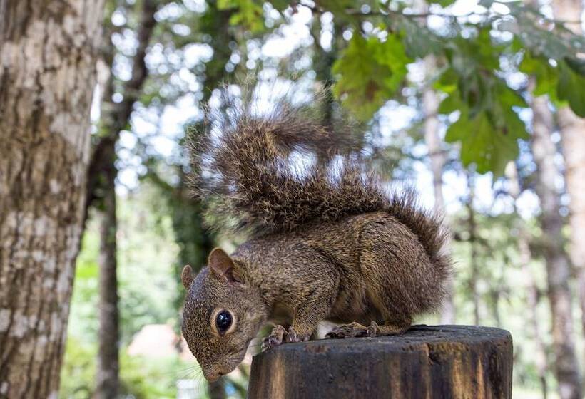 ホテル Pousada Vila Suíça