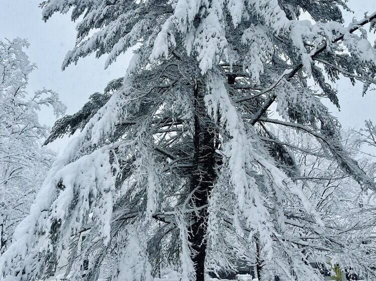 פנסיון Willow Vermont