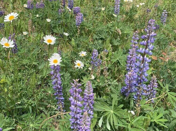 Joy S Kenai River Cabins