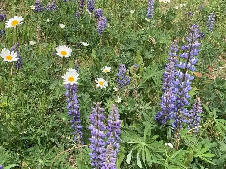 Joy S Kenai River Cabins