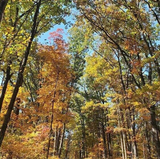 A Humble Abode   A Modern Woodsy Retreat