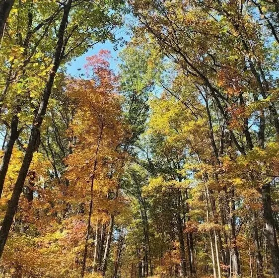 A Humble Abode   A Modern Woodsy Retreat