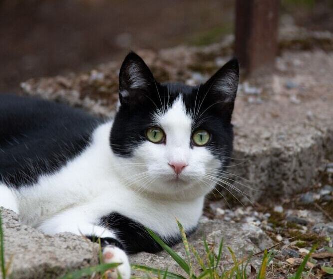 בית מלון כפרי Waldhaus Wolfsbachmühle