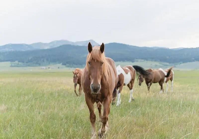 リゾートホテル Under Canvas North Yellowstone   Paradise Valley