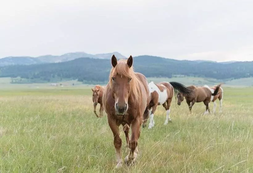 Lomakeskus Under Canvas North Yellowstone   Paradise Valley