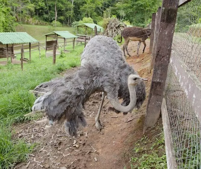 Maaseutuhotelli Solar Fazenda Do Cedro