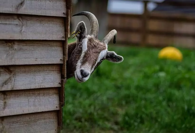 Hotelli Lion King Safari Tent