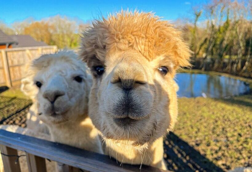Hotel Lion King Safari Tent