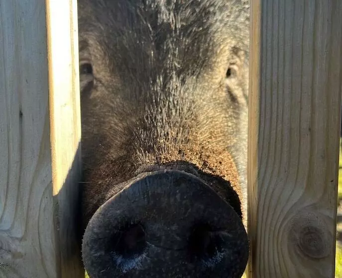 Hotelli Lion King Safari Tent