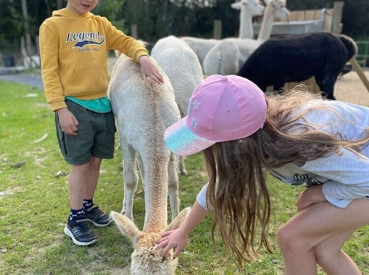 Hotel Lion King Safari Tent