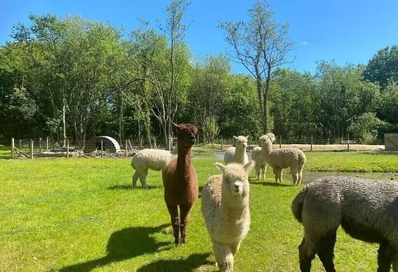 Hotelli Lion King Safari Tent