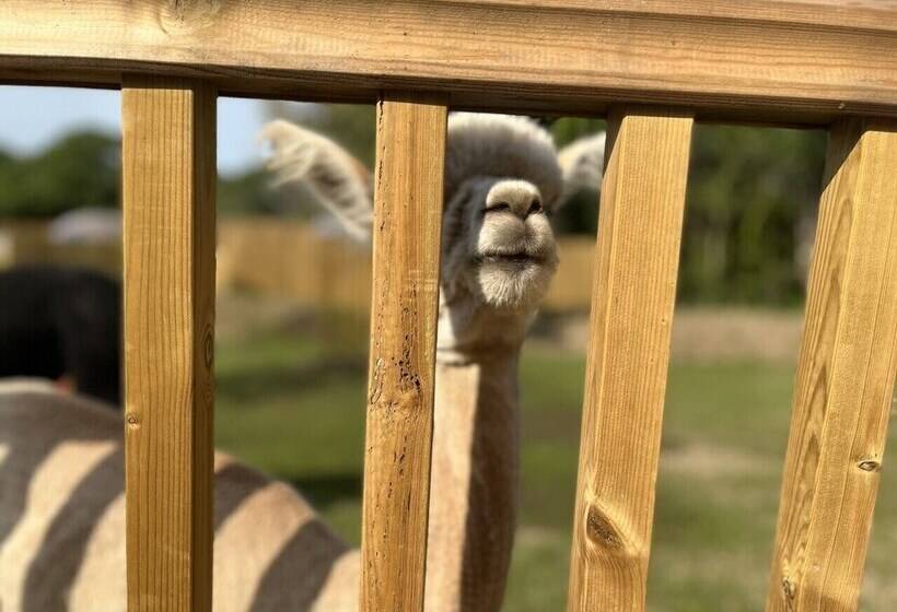 Hotel Lion King Safari Tent