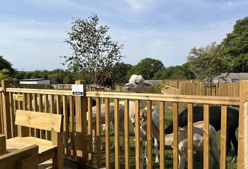 Hotel Lion King Safari Tent