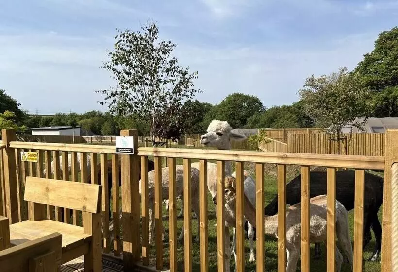 Hotelli Lion King Safari Tent