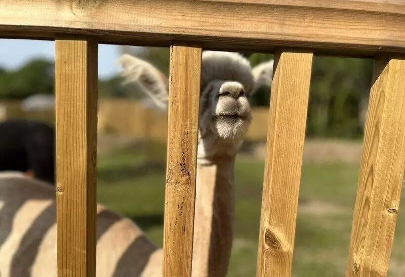 Hotelli Lion King Safari Tent