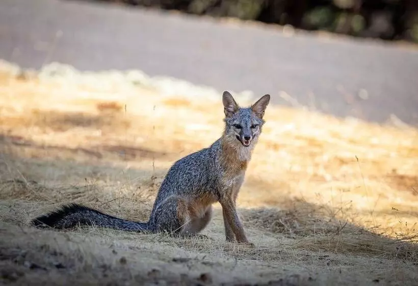The Big Easy   Lakefront Only 1 Mile To Popular Marina Beach! By Yosemite Region Resorts