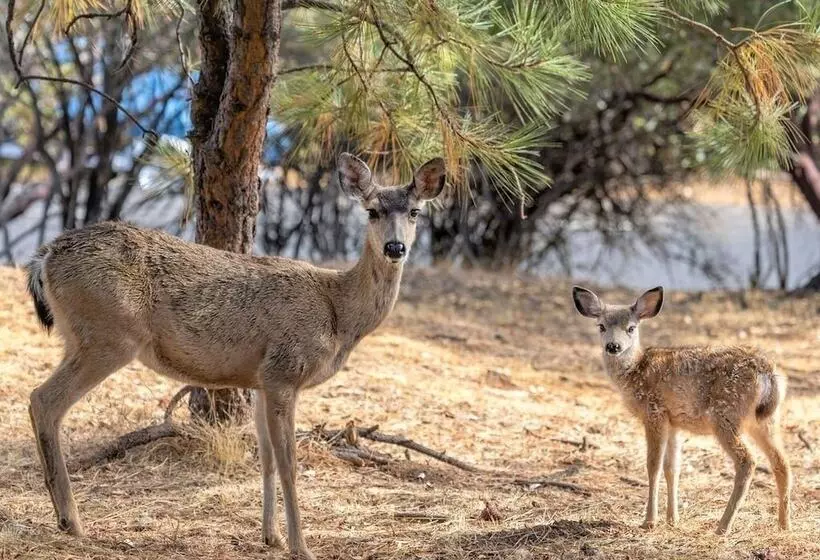 The Big Easy   Lakefront Only 1 Mile To Popular Marina Beach! By Yosemite Region Resorts