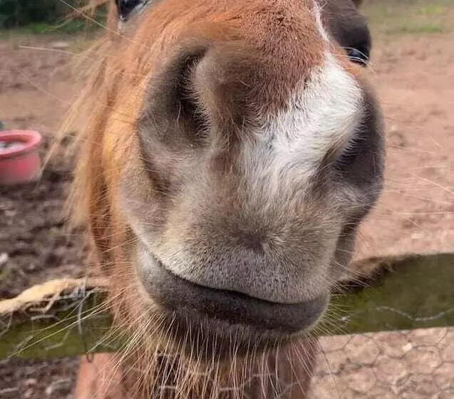 Spacious 1 Bed Lodge In Clifford, Hereford