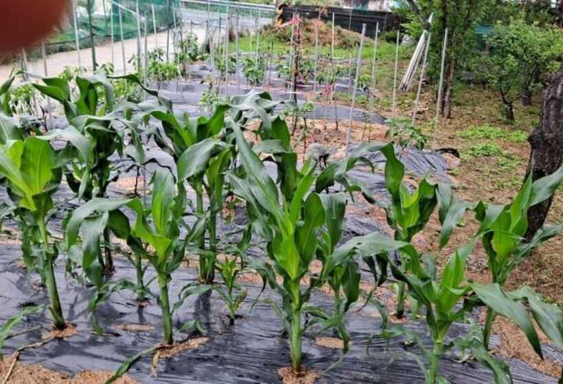 Daebudo Human History Pension