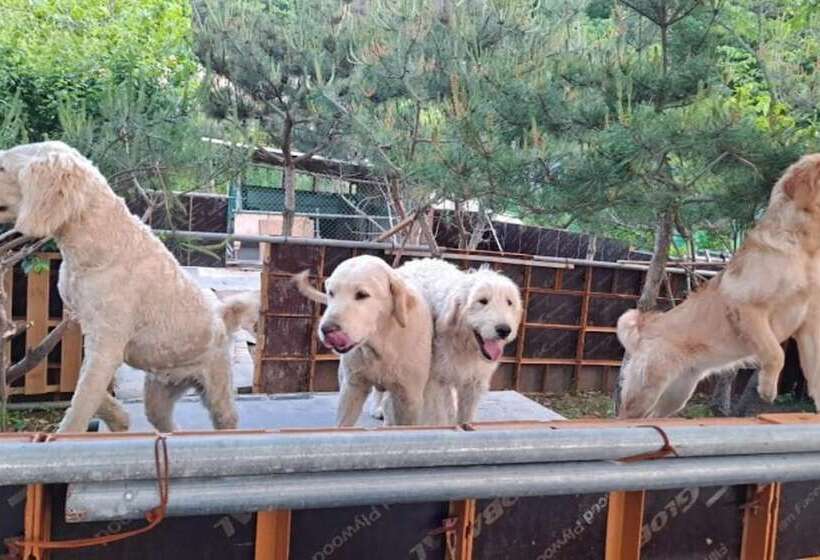 Daebudo Human History Pension