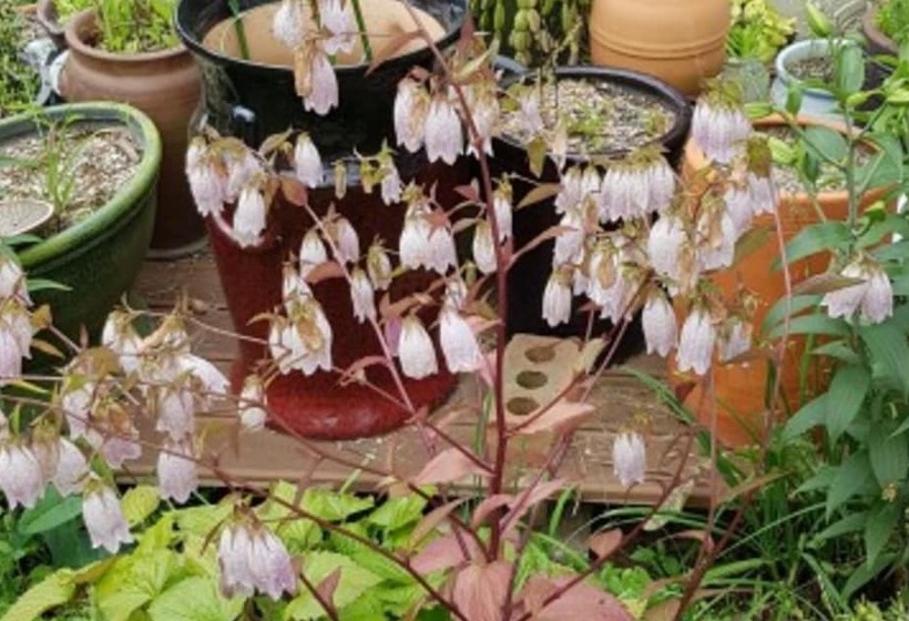 Daebudo Human History Pension