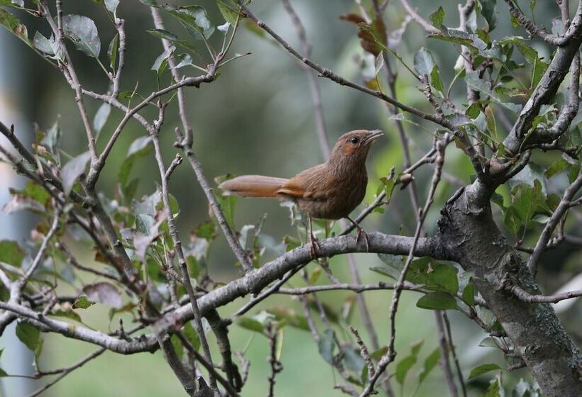 فندق Cosmo Cottages